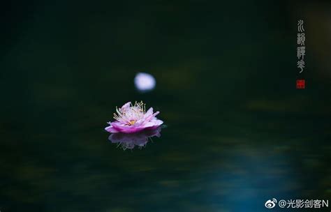 花落相知|花开花落花无悔，缘来缘去缘如水。